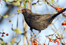 Calendario venatorio della Lombardia 2022/2023: il riepilogo Calendario venatorio della Lombardia 2022 2023: merlo su un ramo con bacca nel becco
