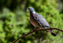 Calendario venatorio della Sicilia, ricorso parzialmente accolto Calendario venatorio della Sicilia: colombaccio