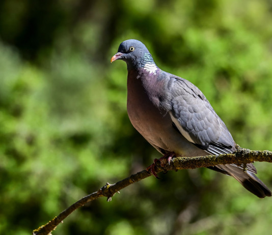 Calendario venatorio della Sicilia, ricorso parzialmente accolto Calendario venatorio della Sicilia: colombaccio