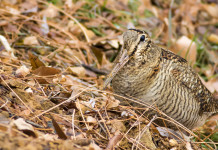 Calendario venatorio delle Marche, il commento delle associazioni Calendario venatorio delle Marche: beccaccia nel bosco
