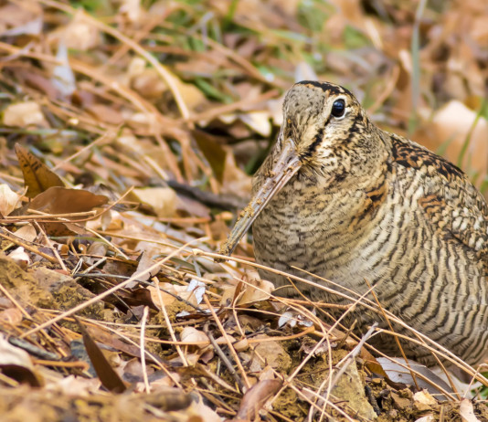 Calendario venatorio delle Marche, il commento delle associazioni Calendario venatorio delle Marche: beccaccia nel bosco