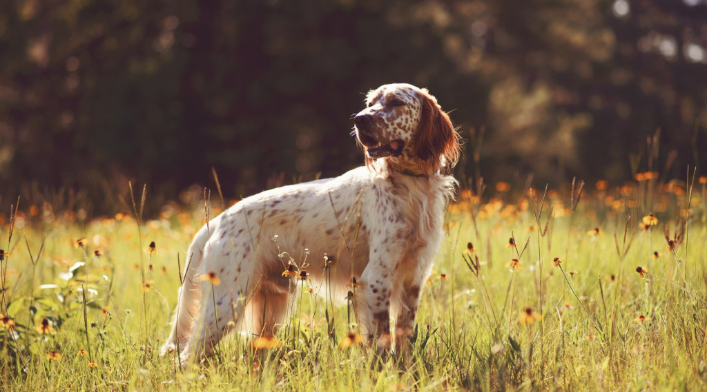 Calendario venatorio dell’Emilia Romagna, l'ordinanza del Tar Caccia Magazine
