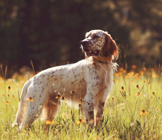 Calendario venatorio dell’Emilia Romagna, l’ordinanza del Tar Calendario venatorio dell’Emilia Romagna: setter a caccia
