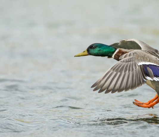 Cambia il calendario venatorio del Veneto Cambia il calendario venatorio del Veneto: germano reale in volo in ambiente acquatico