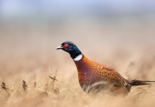 Cambia il calendario venatorio della Campania Cambia il calendario venatorio della Campania 2022 2023: fagiano maschio di profilo