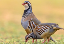 Cambia il calendario venatorio delle Marche 2022/2023 Cambia il calendario venatorio delle Marche 2022 2023: due pernici rosse