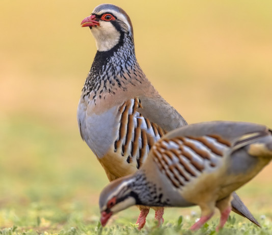 Cambia il calendario venatorio delle Marche 2022/2023 Cambia il calendario venatorio delle Marche 2022 2023: due pernici rosse