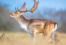 Controllo del daino nel Parco Delta del Po, interrogazione alla Regione Controllo del daino nel Parco Delta del Po: daino in ambiente autunnale