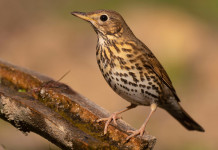 Di nuovo rinviata l’apertura della caccia al tordo in Lombardia Di nuovo rinviata l’apertura della caccia al tordo in Lombardia: tordo bottaccio