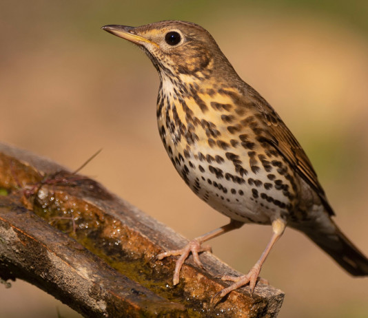 Di nuovo rinviata l’apertura della caccia al tordo in Lombardia Di nuovo rinviata l’apertura della caccia al tordo in Lombardia: tordo bottaccio