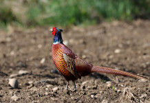 Il Tar modifica il calendario venatorio della Campania Il Tar modifica il calendario venatorio della Campania: fagiano in ambiente naturale