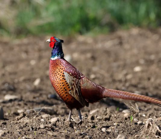 Il Tar modifica il calendario venatorio della Campania Il Tar modifica il calendario venatorio della Campania: fagiano in ambiente naturale