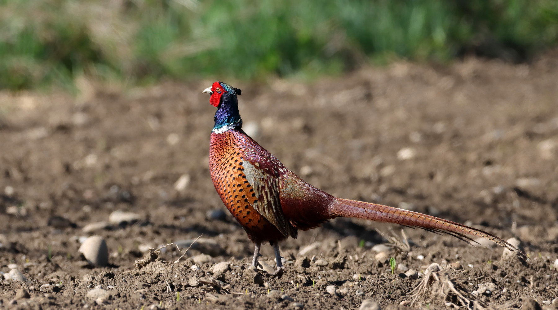 Il Tar modifica il calendario venatorio della Campania Il Tar modifica il calendario venatorio della Campania: fagiano in ambiente naturale