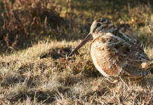 Il Tar modifica il calendario venatorio della Lombardia Il Tar modifica il calendario venatorio della Lombardia: beccaccia in ambiente naturale