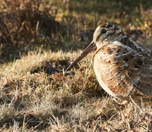 Il Tar modifica il calendario venatorio della Lombardia Il Tar modifica il calendario venatorio della Lombardia: beccaccia in ambiente naturale