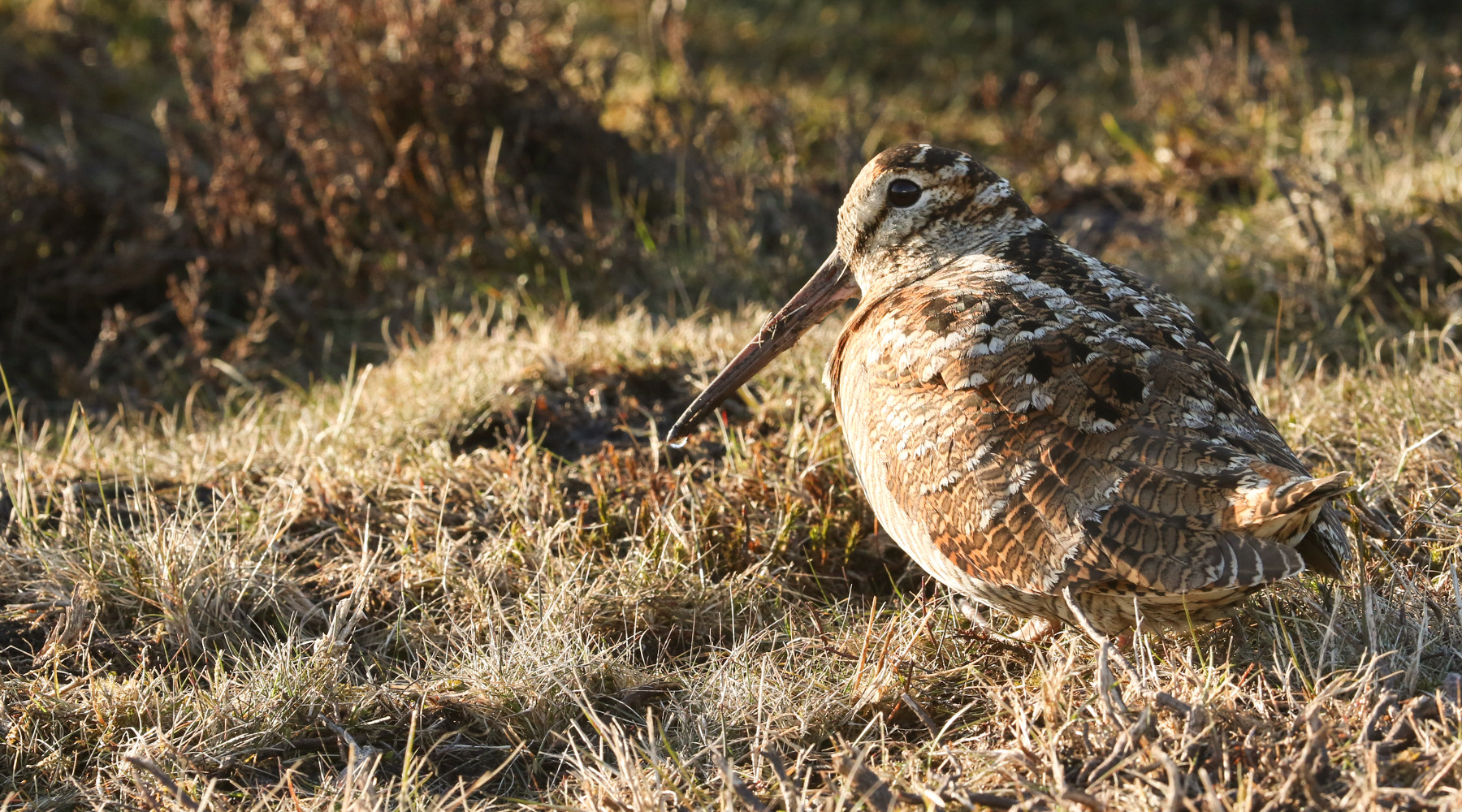 Il Tar modifica il calendario venatorio della Lombardia Il Tar modifica il calendario venatorio della Lombardia: beccaccia in ambiente naturale