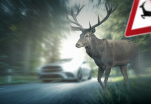 Incidenti stradali con ungulati: chi paga il risarcimento? Incidenti stradali con ungulati: cervo attraversa la strada