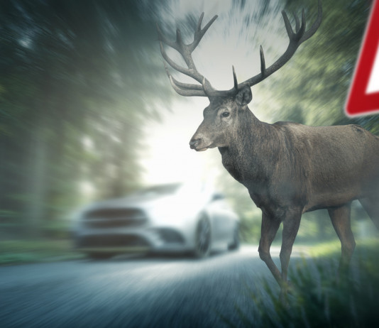 Incidenti stradali con ungulati: chi paga il risarcimento? Incidenti stradali con ungulati: cervo attraversa la strada