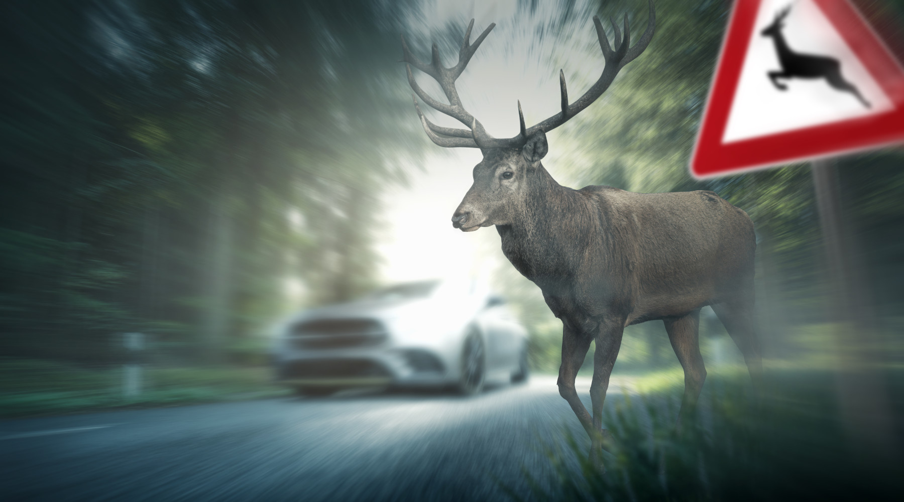 Incidenti stradali con ungulati: cervo attraversa la strada