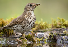 Key concept per la migratoria, Federcaccia contro Ispra Key concept per la migratoria: tordo bottaccio