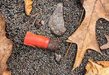 Munizioni in piombo, l’impatto sull’avifauna Munizioni in piombo nel bosco