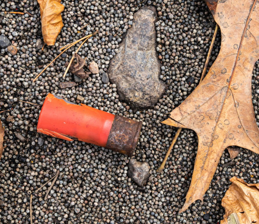 Munizioni in piombo, l’impatto sull’avifauna Munizioni in piombo nel bosco