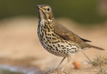 Novità sulla caccia al tordo in Lombardia Novità sulla caccia al tordo in Lombardia: tordo bottaccio