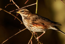 Nuova data per la sentenza del Tar sul calendario venatorio dell’Umbria Nuova data per la sentenza del Tar sul calendario venatorio dell’Umbria: tordo sassello (turdus iliacus) in ambiente naturale