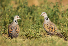 Nuove date per la caccia alla tortora in Sicilia Nuove date per la caccia alla tortora in Sicilia: due tortore
