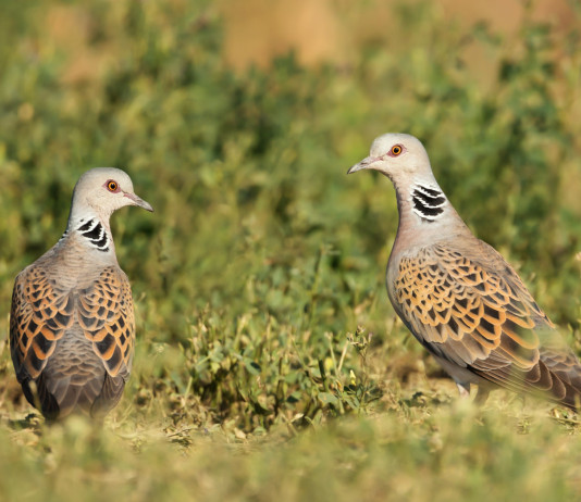 Nuove date per la caccia alla tortora in Sicilia Nuove date per la caccia alla tortora in Sicilia: due tortore