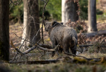 Peste suina africana: la situazione Peste suina africana: cinghiale nel bosco