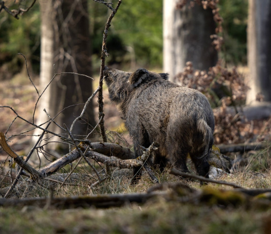 Peste suina africana: la situazione Peste suina africana: cinghiale nel bosco