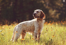 Racconti di caccia: ecco il concorso della Fidc Firenze Racconti di caccia: setter biancoarancio da caccia