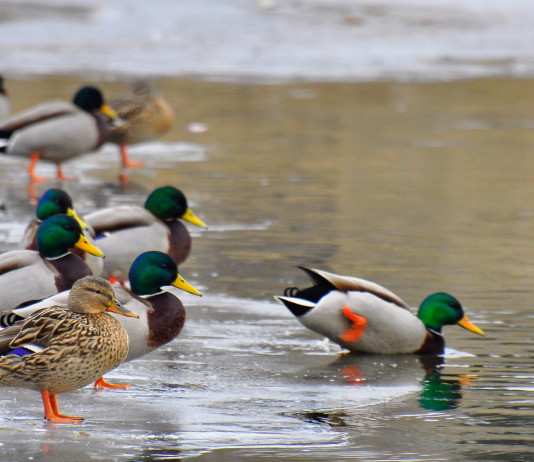 Respinto il ricorso sul calendario venatorio del Veneto Respinto il ricorso sul calendario venatorio del Veneto: germani reali in ambiente acquatico