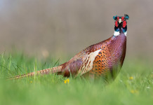 Revocata sospensione della caccia in Umbria Revocata la sospensione della caccia in Umbria: fagiano in un prato