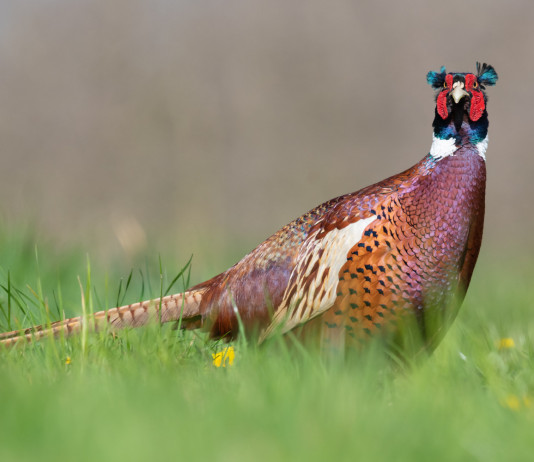 Revocata sospensione della caccia in Umbria Revocata la sospensione della caccia in Umbria: fagiano in un prato