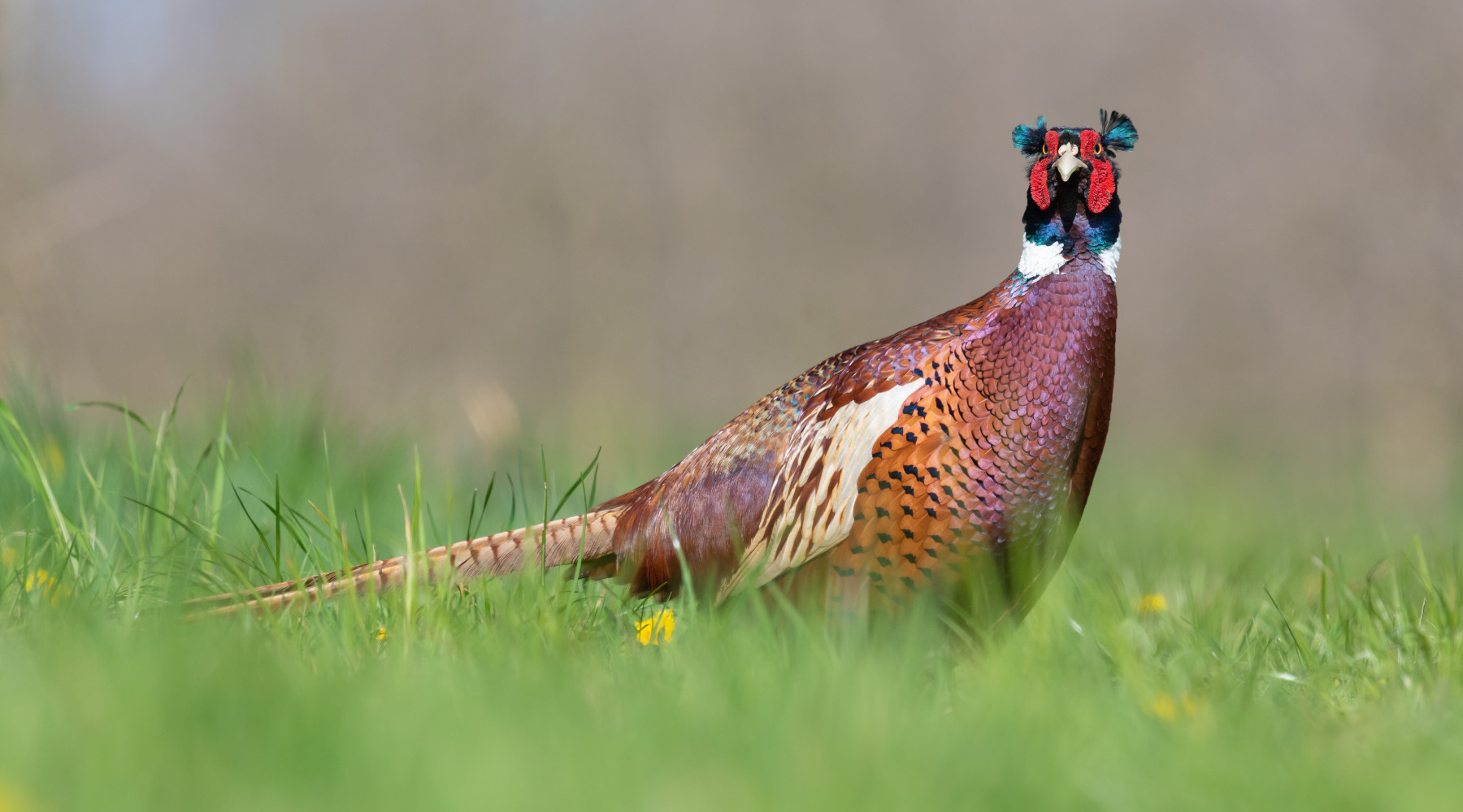 Revocata la sospensione della caccia in Umbria Revocata la sospensione della caccia in Umbria: fagiano in un prato