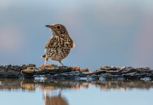 Verso la sentenza del Tar sul calendario venatorio della Lombardia Ricorso al Tar sul calendario venatorio della Lombardia: cesena in ambiente acquatico