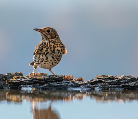 Verso la sentenza del Tar sul calendario venatorio della Lombardia Ricorso al Tar sul calendario venatorio della Lombardia: cesena in ambiente acquatico