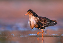 Salvo il calendario venatorio delle Marche Salvo il calendario venatorio delle Marche: combattente in ambito acquatico