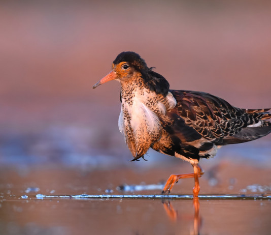 Salvo il calendario venatorio delle Marche Salvo il calendario venatorio delle Marche: combattente in ambito acquatico
