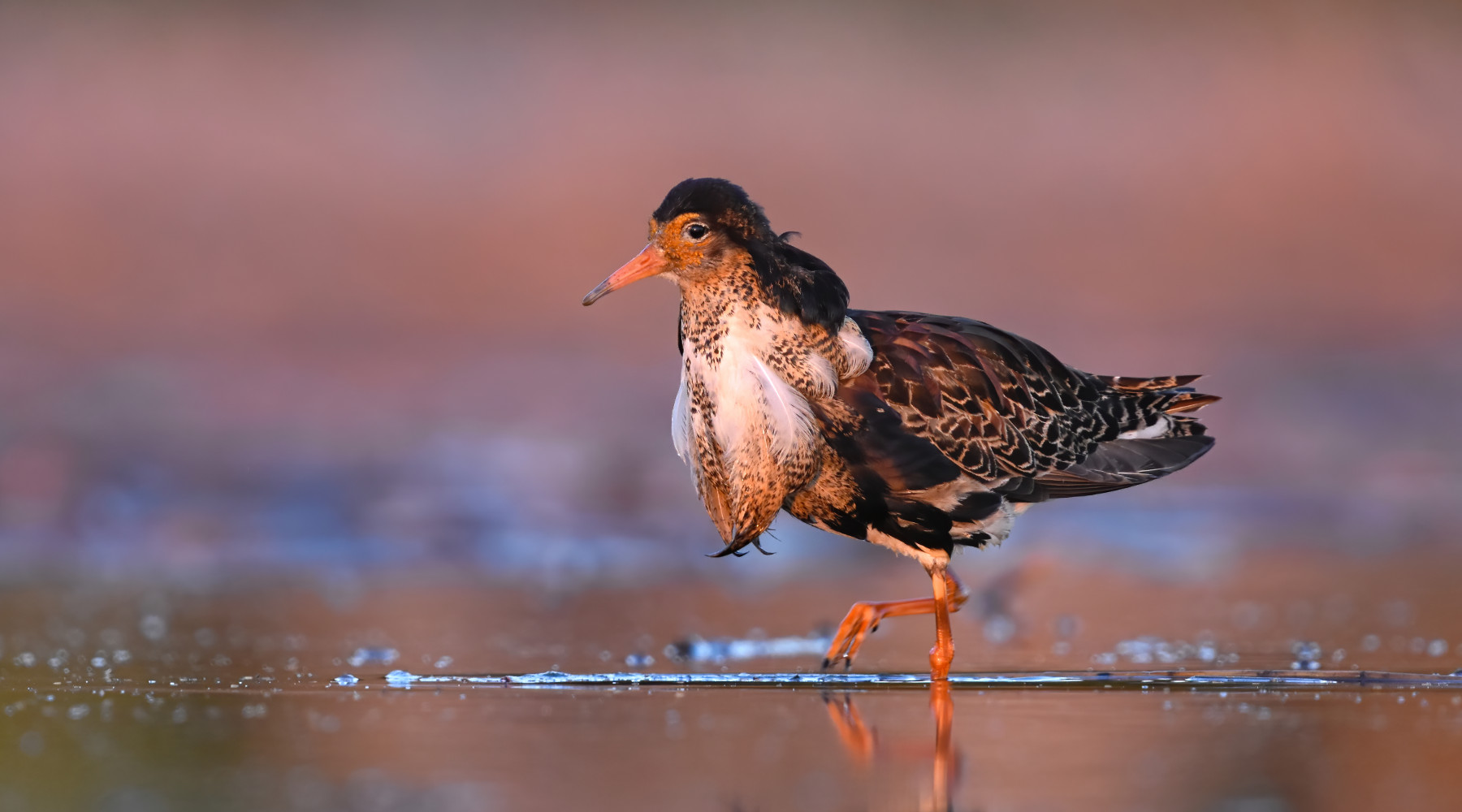 Salvo il calendario venatorio delle Marche Salvo il calendario venatorio delle Marche: combattente in ambito acquatico