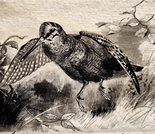 La beccaccia nelle Alpi: i risultati degli ultimi studi La beccaccia nelle Alpi