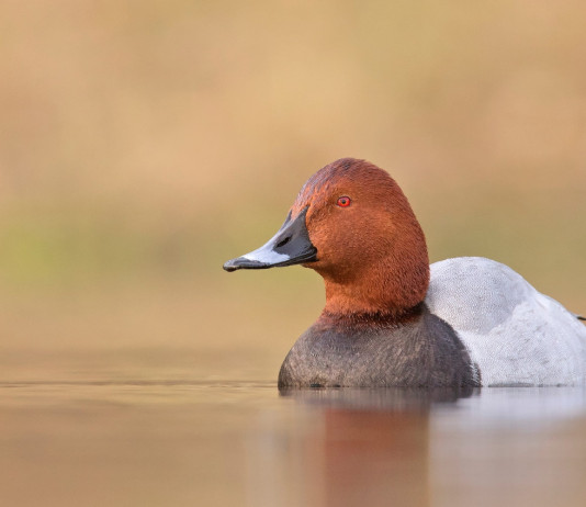 Sospesa la caccia al moriglione in Sardegna Sospesa la caccia al moriglione in Sardegna