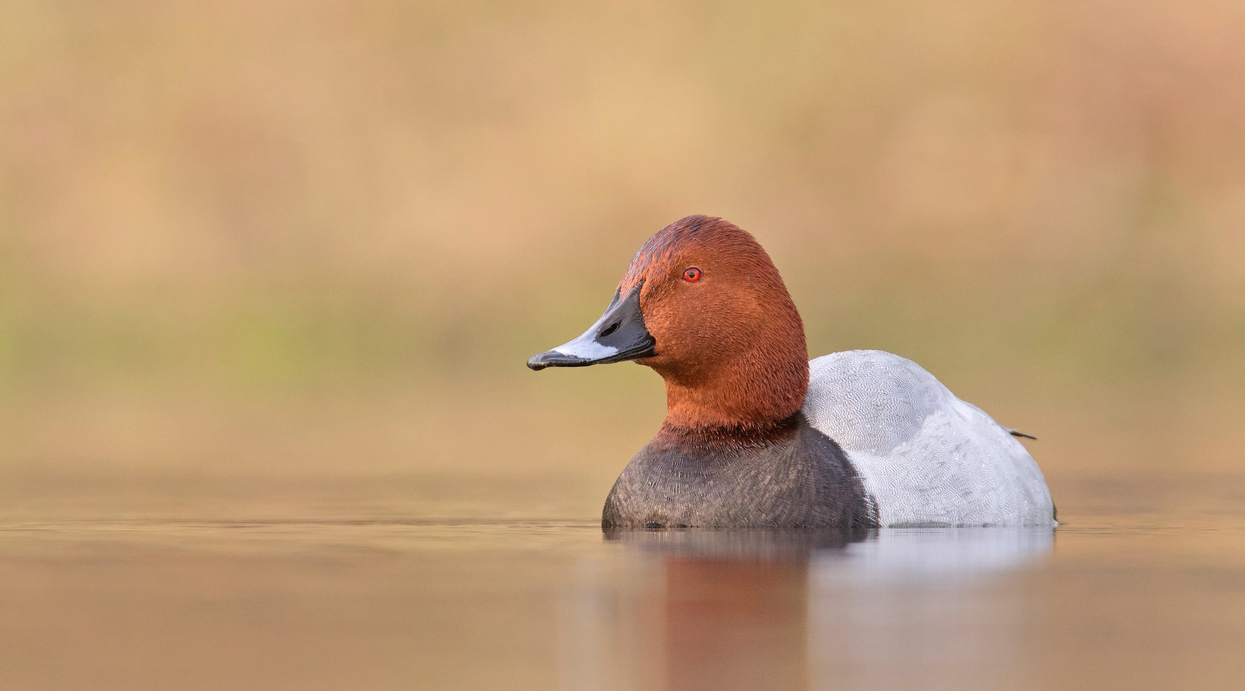 Sospesa la caccia al moriglione in Sardegna Sospesa la caccia al moriglione in Sardegna