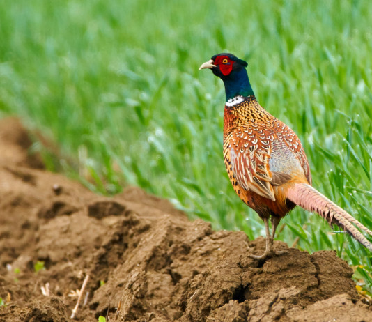Sospeso il ripopolamento di selvaggina in provincia di Treviso Sospeso il ripopolamento di selvaggina in provincia di Treviso: fagiano in ambiente naturale