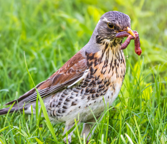 Annotazione dell’abbattimento sul tesserino venatorio: che dice la legge in Lombardia? Annotazione dell’abbattimento sul tesserino venatorio: cesena con verme in bocca