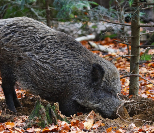 Approvato il regolamento sulla caccia in Toscana Approvato il regolamento sulla caccia in Toscana: cinghiale in ambiente autunnale