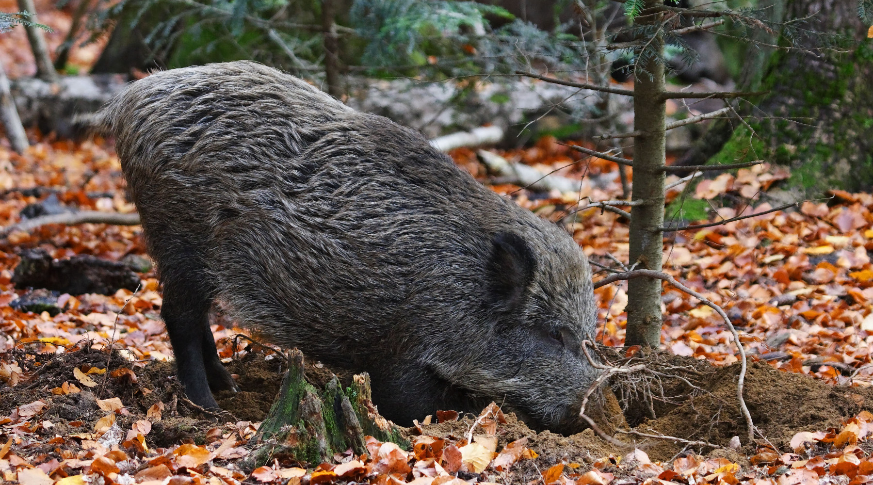 Approvato il regolamento sulla caccia in Toscana: cinghiale in ambiente autunnale