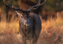 Caccia Magazine novembre 2022 in edicola dal 20 ottobre Caccia Magazine novembre 2022: cervo in primo piano